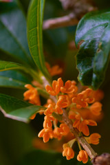 キンモクセイの花（縦）