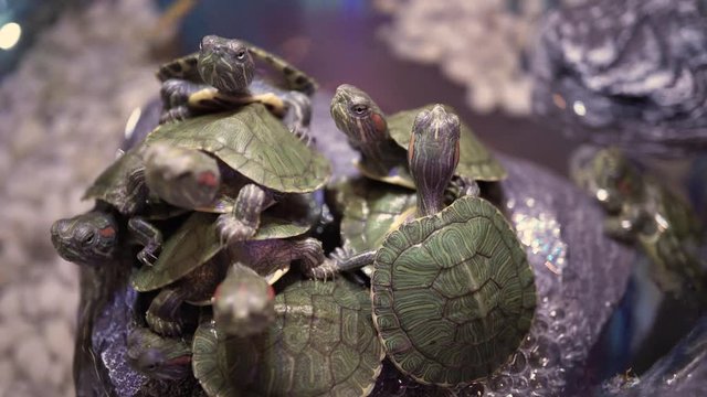 group of turtle forming a pyramid 