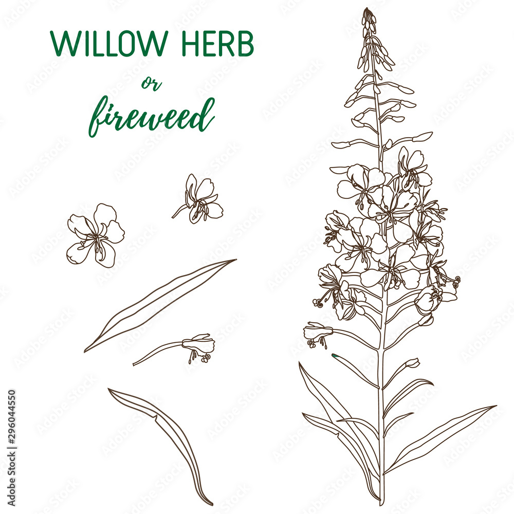 Wall mural Willow Herb vector set. Chamerion angustifolium, fireweed, rosebay hand drawn botanical illustration. Health and nature set of medical plant for design package tea.