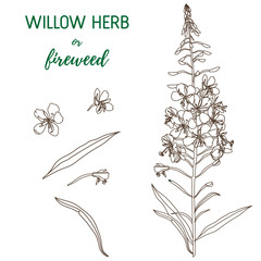 Willow Herb vector set. Chamerion angustifolium, fireweed, rosebay hand drawn botanical illustration. Health and nature set of medical plant for design package tea.