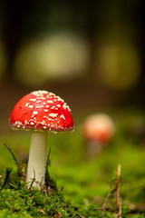 Fliegenpilze (Amanita muscaria)