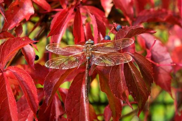 The brown hawker (Aeshna grandis) is a large dragonfly. It sits on   Parthenocissus quinquefolia,...