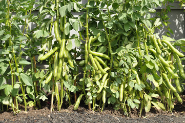Heavy crop of broad bean pods ready for harvest in garden.