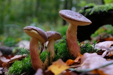 Edible forest mushroom -  Imleria badia, commonly known as the bay bolete. Mushrooms family in moss.
