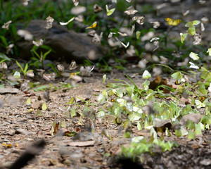 A lot of beautiful butterfly flying in the jungle 