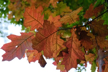 Autumn red leaves of Quercus rubra (Quercus borealis), commonly called northern red oak or champion oak.