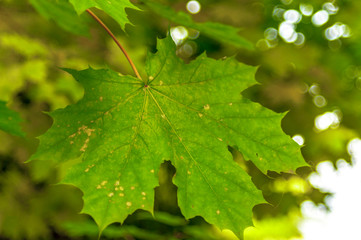green leaf with drops of water
