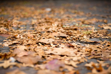 Leaves on ground selective focus - autumn concept