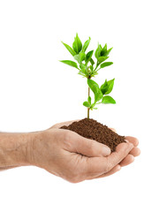 Old man hands and plant