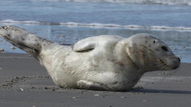 Harbor seal pup drying its fur in the sun at Danish North Sea beach