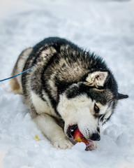 siberian husky in the snow