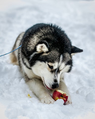 siberian husky in the snow