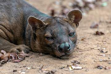 The detail of fossa ((Cryptoprocta ferox). Unique endemic species from Madagascar