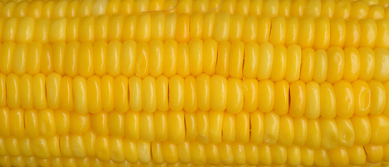 Fresh sweet corn seed for background