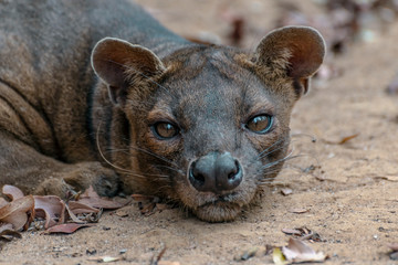 The detail of fossa ((Cryptoprocta ferox). Unique endemic species from Madagascar
