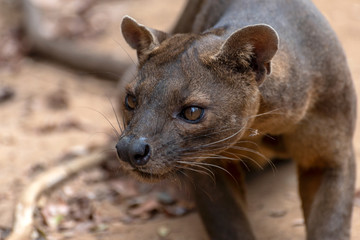 The detail of fossa ((Cryptoprocta ferox). Unique endemic species from Madagascar