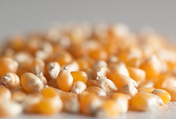 yellow corn on white background