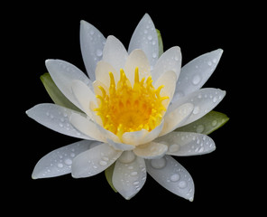雨滴のついた白いスイレンの花