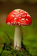 Fliegenpilz (Amanita muscaria)
