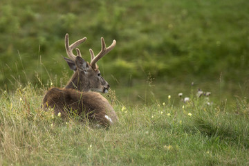 Cerf de Virginie