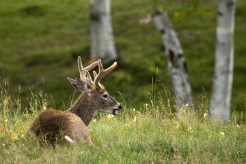 Cerf de Virginie