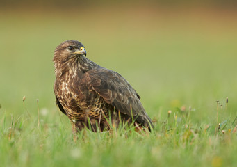 Common buzzard (Buteo buteo)