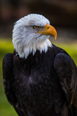 bald eagle sitting on a root