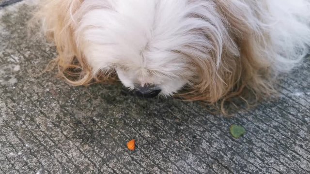 portrait of a dog