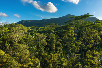 Rain forest, tree crowns and mountain in Mauritius island