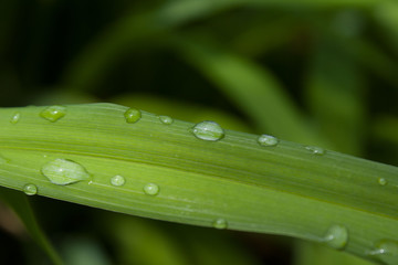 water drops on green leaf