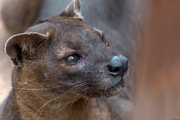 The detail of fossa ((Cryptoprocta ferox). Unique endemic species from Madagascar