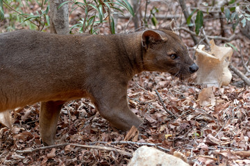 The detail of fossa ((Cryptoprocta ferox). Unique endemic species from Madagascar