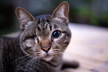 Blind cat or Injured cat looking with only one eye and lying on the table, Poor stray cat. Cat with disabilities help concept.