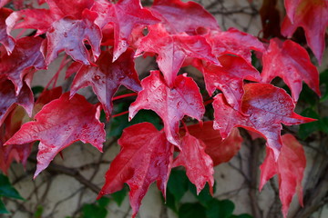 Herbstfarben der Blätter des wilden Weins