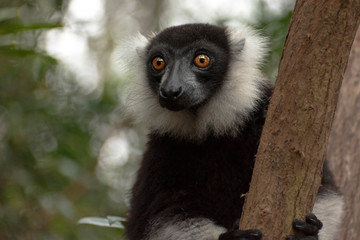 Black-and-white ruffed lemur (Varecia Variegata).Endemic Madagascar.