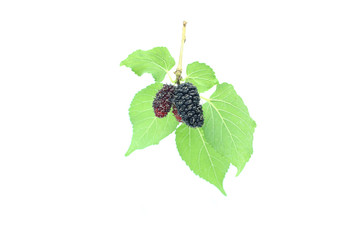 Mulberry on isolated white background
