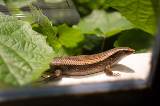 Skink holding on the window of garden house and looking to camera (Scincidae, East Indian brown mabuya). Animal around the home.
