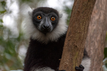 Black-and-white ruffed lemur (Varecia Variegata).Endemic Madagascar.