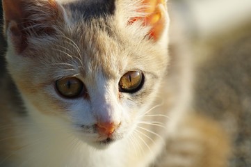 子猫のアップ