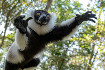 Black-and-white ruffed lemur (Varecia Variegata).Endemic Madagascar.