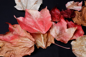 Herbstfarben der Blätter des wilden Weins