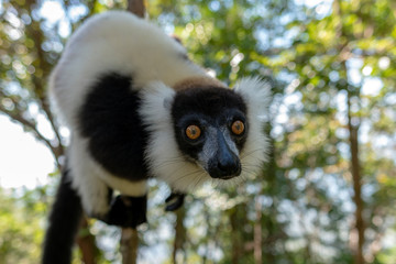 Black-and-white ruffed lemur (Varecia Variegata).Endemic Madagascar.