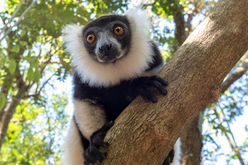 Black-and-white ruffed lemur (Varecia Variegata).Endemic Madagascar.