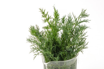 Bunch of fresh chopped dill in a jug with water on a white background