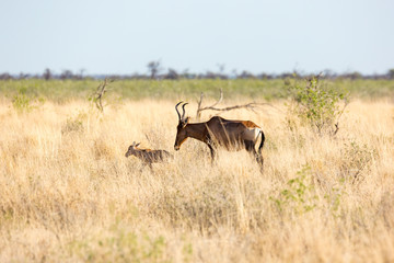 Red hartebeest (Alcelaphus caama) with her little calf walking through high grass, Etosha, Namibia, Africa