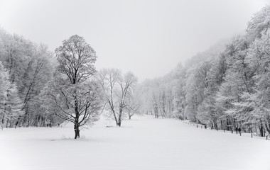 Winterlandschaft Bäume Schnee Uracher Wasserfall Schwaben schwarz-weiß Tal Deutschland Schwäbische Alb Winter Wonderland Eis Äste Swabia Germany