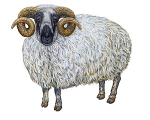 Aries RAM, farm animals illustration, art on isolated white background