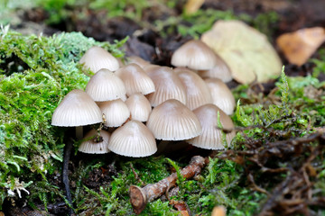 Kleine Pilze auf einem bemoosten Baumstamm