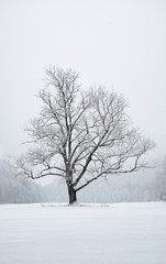 Fototapeta na wymiar Winterlandschaft Baum Schnee Uracher Wasserfall Schwaben Bad Urach Silhouette Umriss Stamm Äste schneebedeckt romantisch Spaziergang Idyll schwarz weiß stille Weihnachten Wiese Schwaben