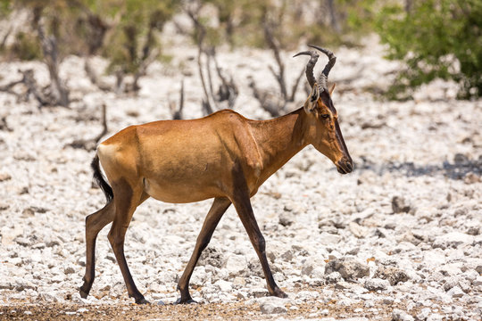Red hartebeest (Alcelaphus caama) walking through a stony landscape, Etosha, Namibia, Africa © Nadine